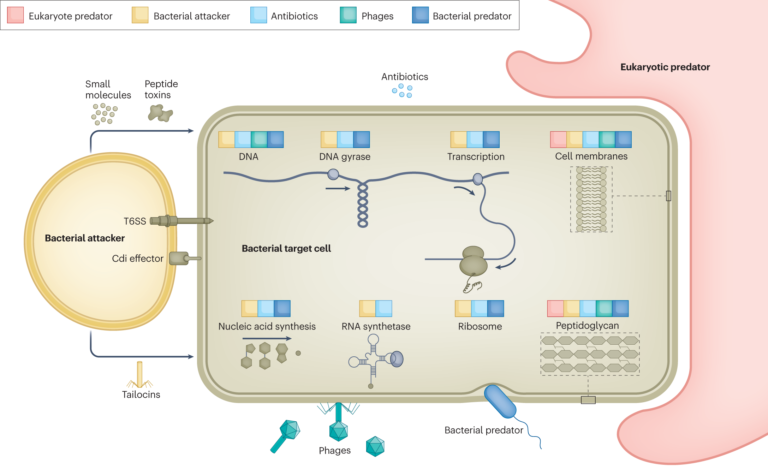 understanding-viruses-nature-impact-and-defense-mechanisms